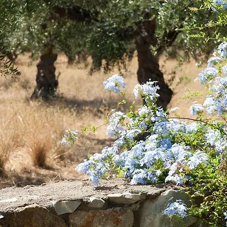 Agios Nikolaos Olive House Holiday home Riglia