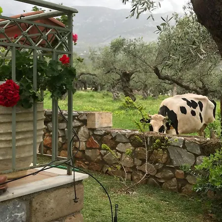 Agios Nikolaos Olive House Holiday home Riglia