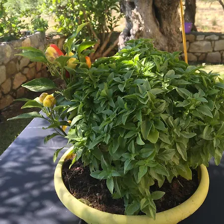 Сasa de vacaciones Agios Nikolaos Olive House Riglia